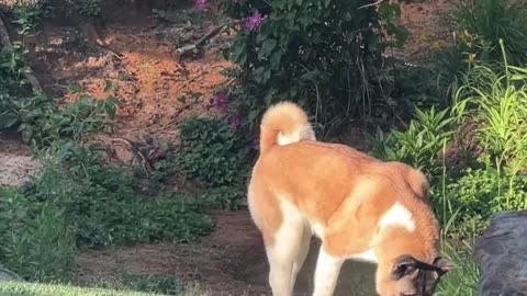 Spicy on Patrol
