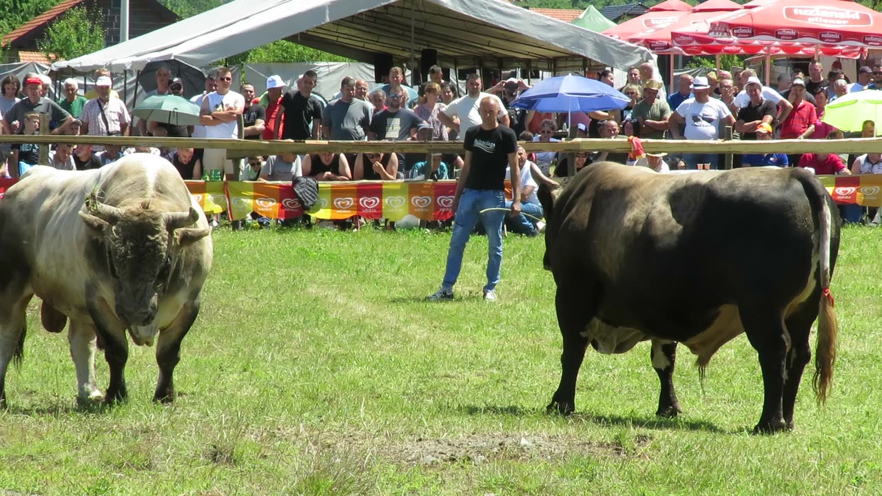 Ronaldo od Karahodžića vs Peran od Plakanovića Banovići 2025