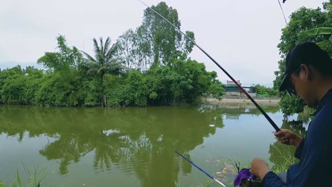 Shrimp Spin Fishing in Lake Grass Zones