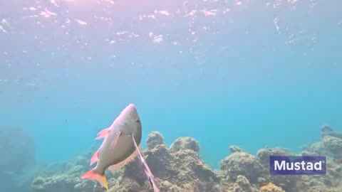Spear Fishing Monster Lobsters and Hogfish in the Bahamas_part3