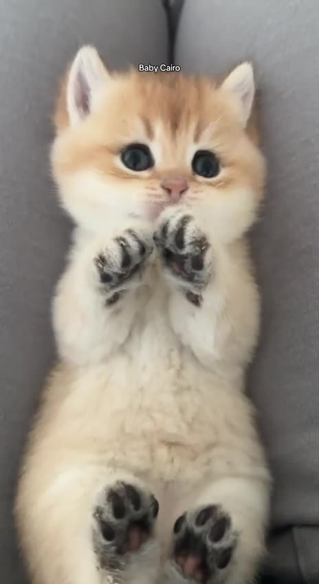 Cutest kitten posing for camera
