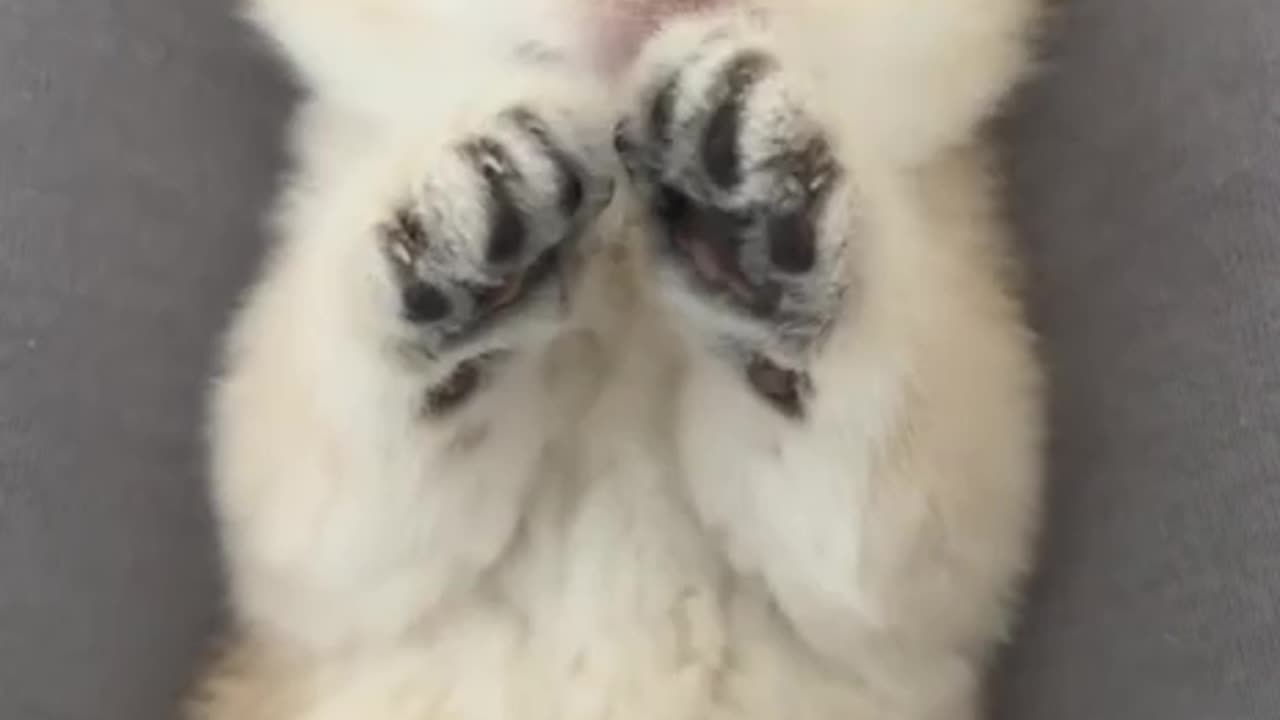 Cutest kitten posing for camera