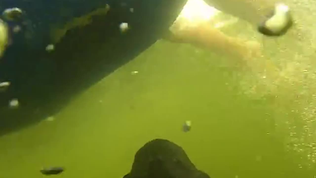 I scare people underwater 😅