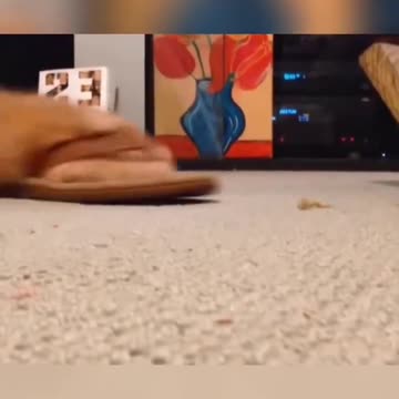 Call your cat remotely.. 😅