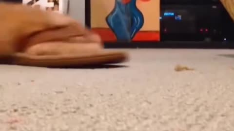 Call your cat remotely.. 😅