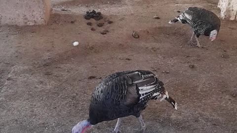 pavo