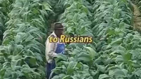 Russian Pres Vladimir Putin on the west over vaccinated over medicated over fed eat food no nutrient