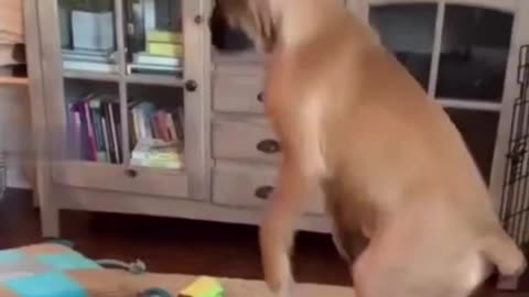 Dogs Be Like: “I Meant to Do That”