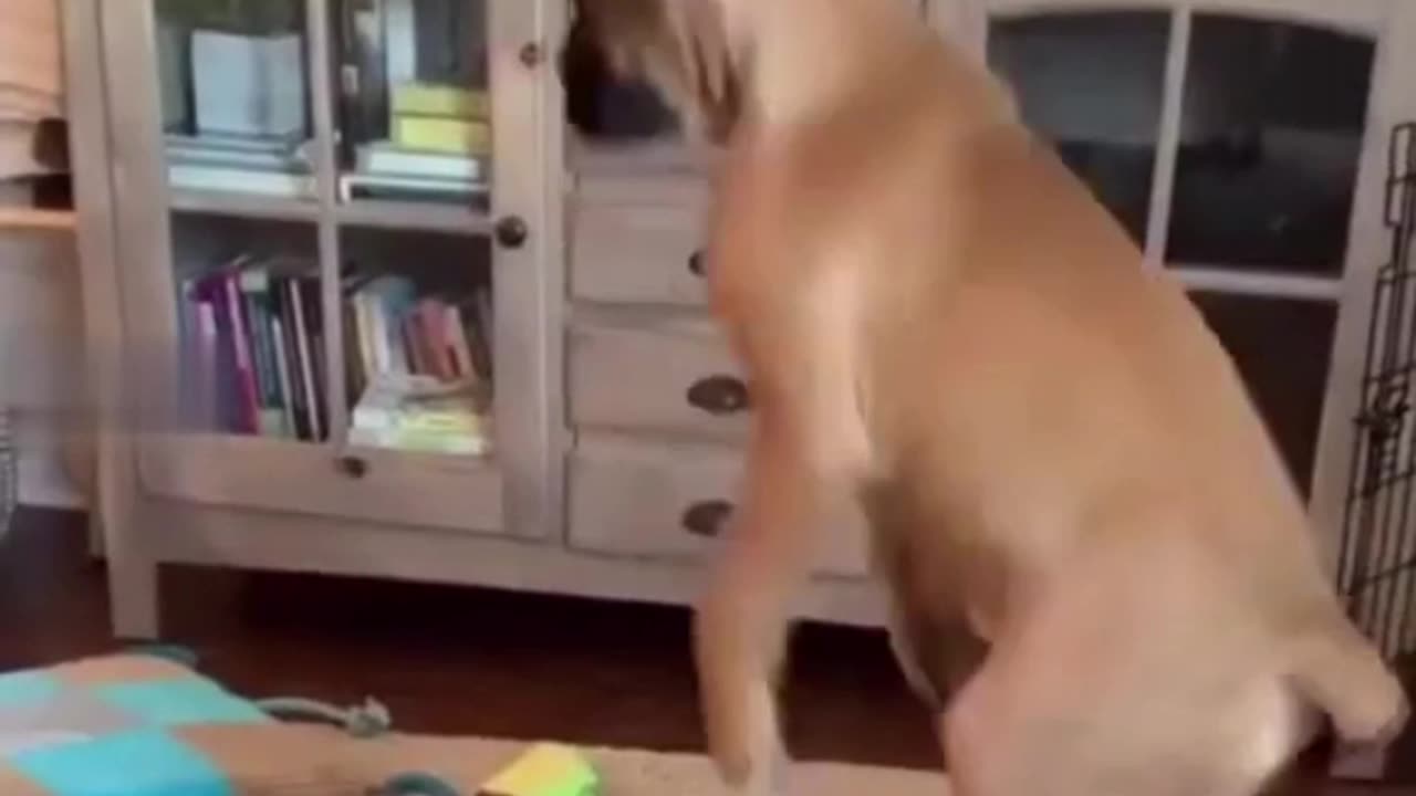Dogs Be Like: “I Meant to Do That”