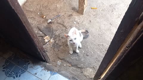 "Happy Cats Playing & Eating | Adorable Kitten Moments That’ll Melt Your Heart"