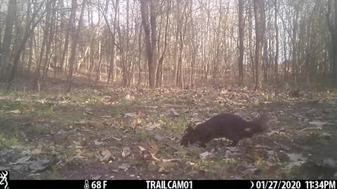 Michigan Trail Camera 2025 Wildlife