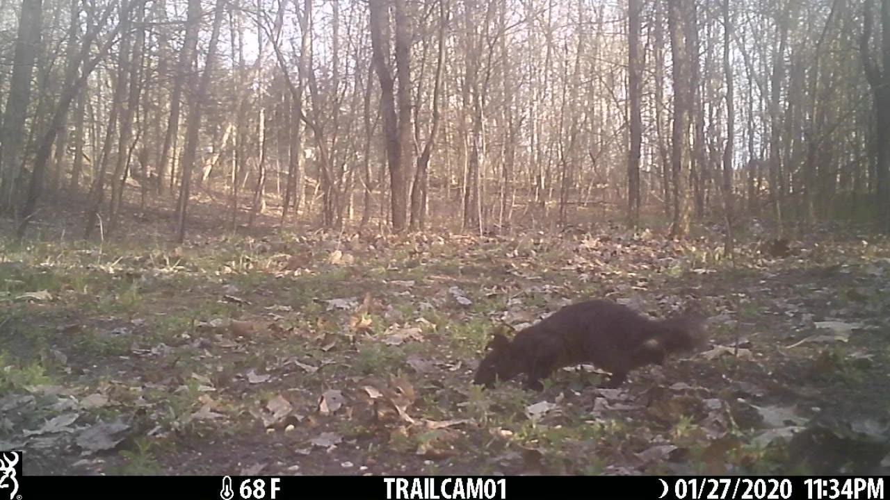 Michigan Trail Camera 2025 Wildlife