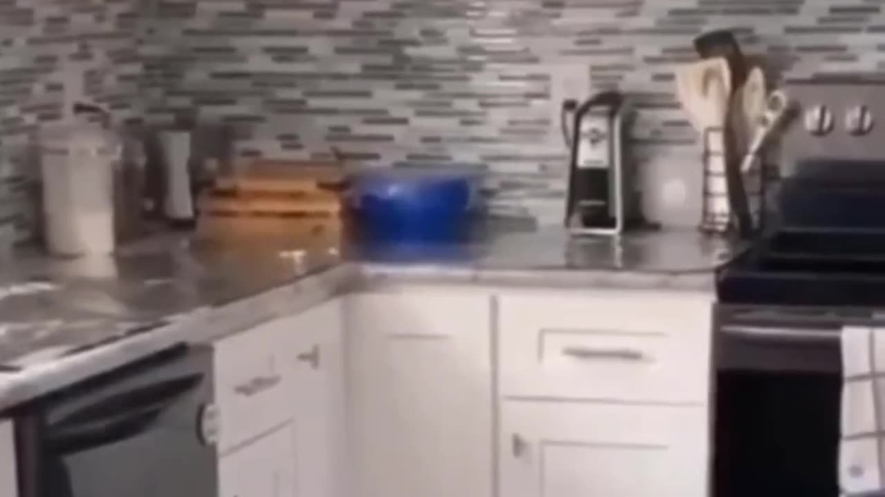 Purrrfect Laughter | Cats & Kittens Moments 🐾🎉