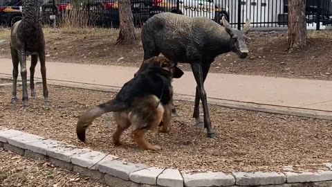 German Shepherd Makes Friends With Deer Statues