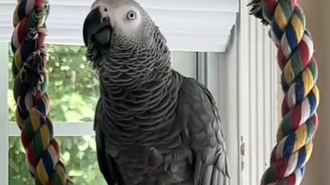 Chatty Kathy Parrot