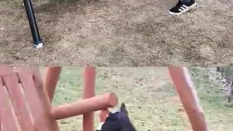 funny animal video