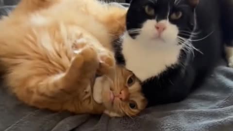 Cats WWE Half