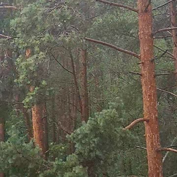 Powerful Thunderstorm Is Heading It's Way!