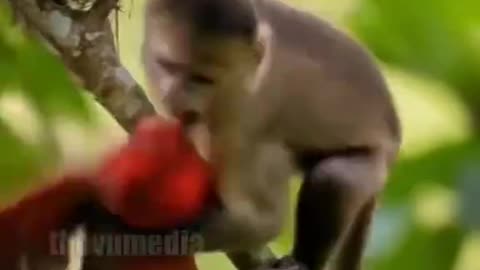 Cute little animal shorts viral video