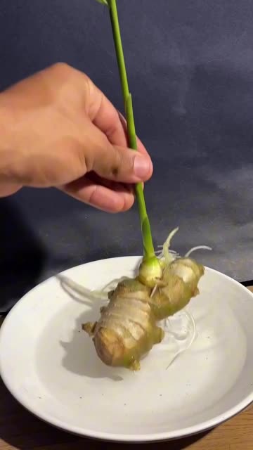 Ginger Timelapse 🫚