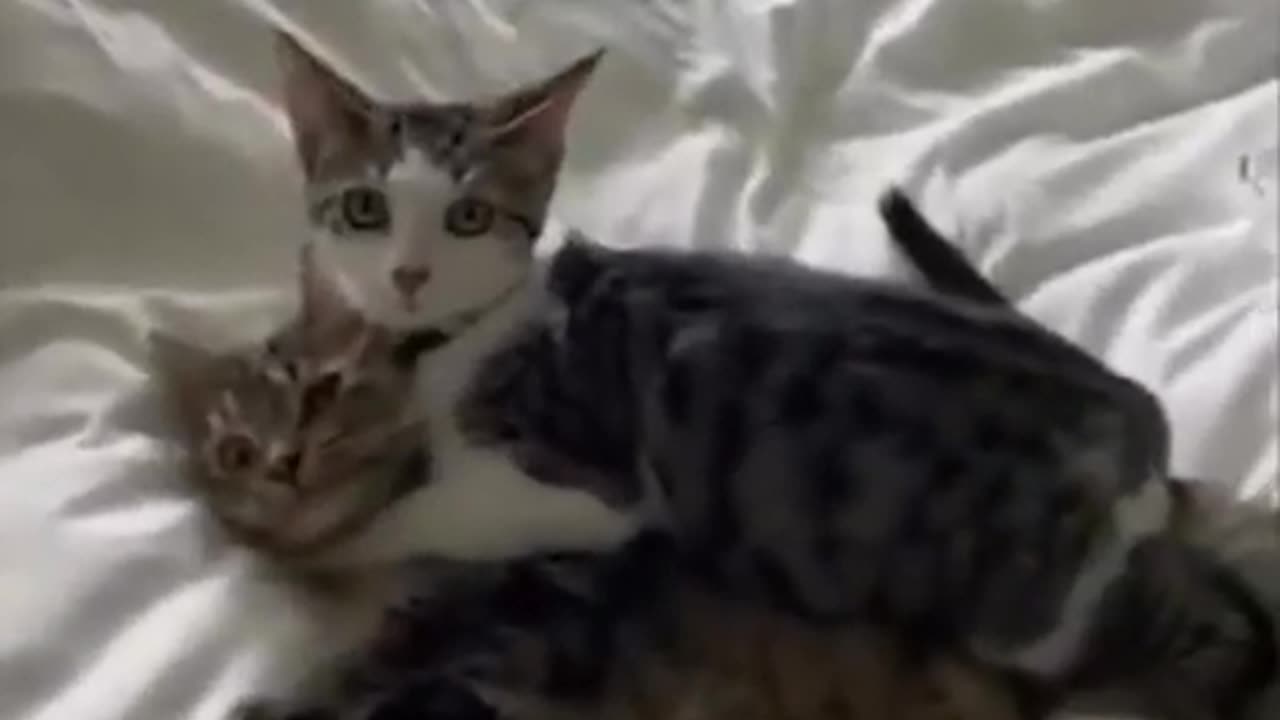65. Hilarious Cat Fails Compilation - You Won't Stop Laughing!