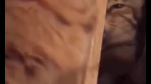 "Hilarious Cat Compilation 2024 – Try Not to Laugh Challenge! 😹🤣"