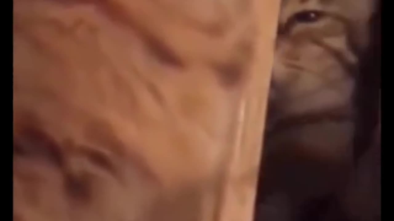 "Hilarious Cat Compilation 2024 – Try Not to Laugh Challenge! 😹🤣"