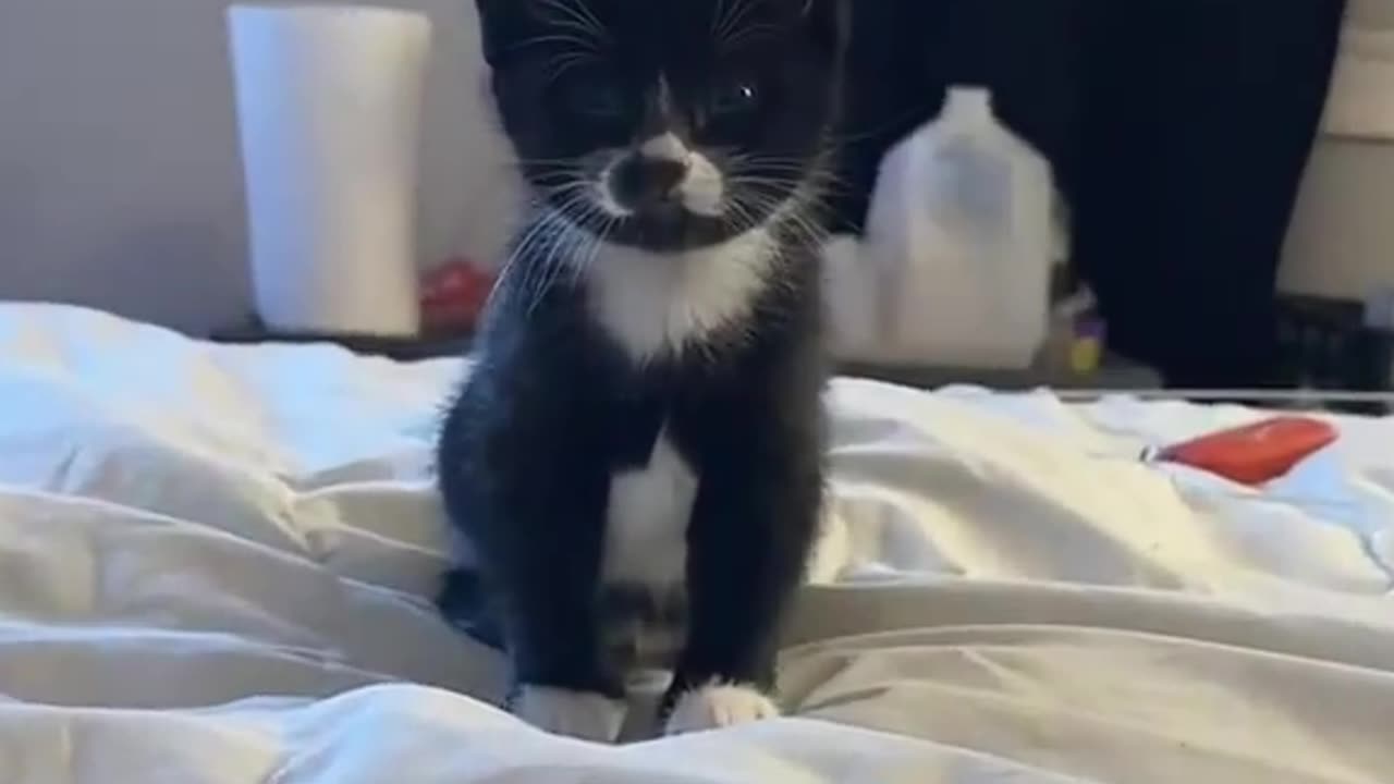 “You can’t beat me 👹” “no but he can” ahh cats 😂