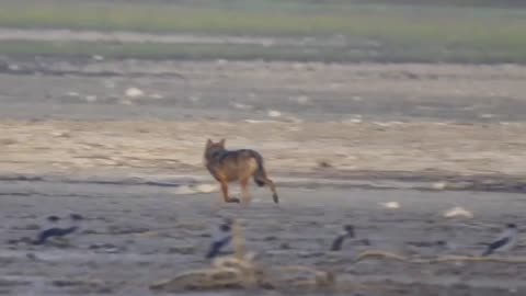 They use Special tactics to hunt in the Appenine Foothills...Only ITALIAN Grey Wolves can hunt like this