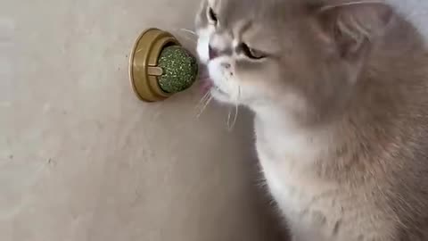Catnip Toys Your Feline Friend Can’t Resist!