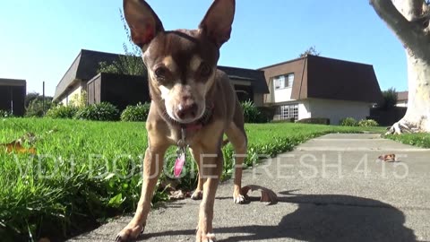 Roxy's memorial video.