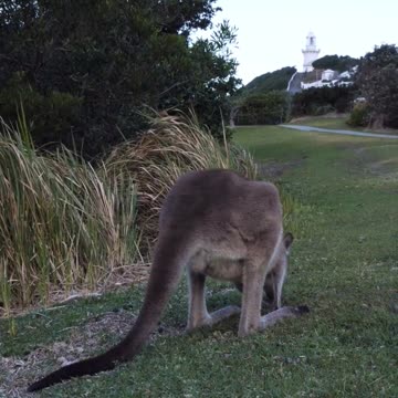 Cool kangaroo enjoying his meal