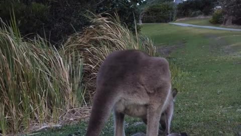 Cool kangaroo enjoying his meal