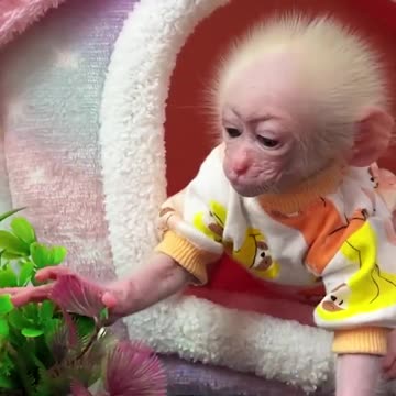 adorable baby monkey