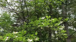 May 13, 2020 - The Walk Back from the Mailbox