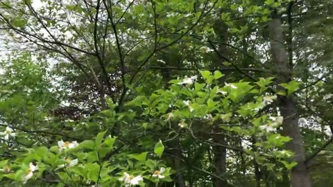 May 13, 2020 - The Walk Back from the Mailbox