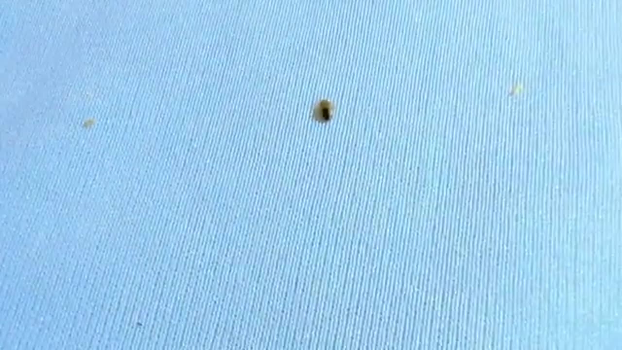Bed Bugs- What You've Been Told is Totally False