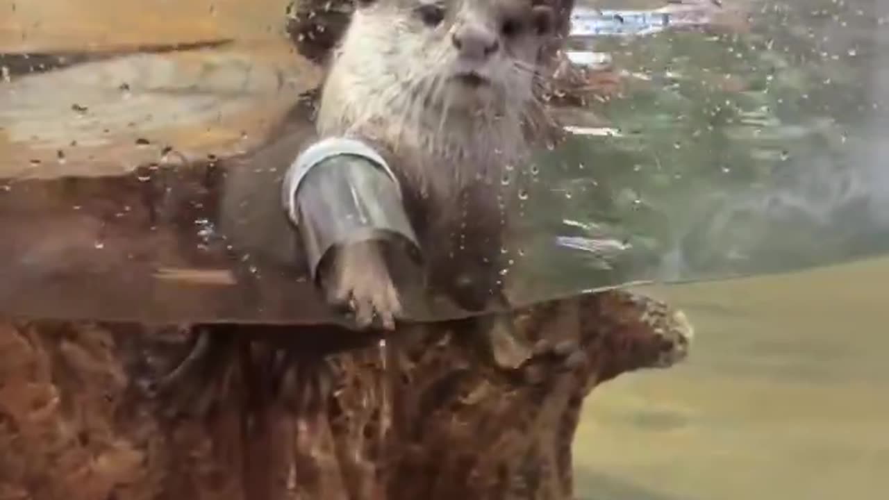When the otter suddenly sees the fish