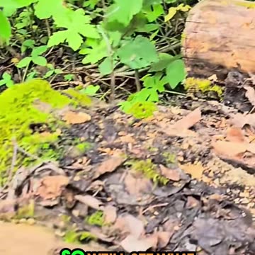 Planting 100 Seeds_ Let's Watch Them Grow! #mushrooms #livingoffgrid