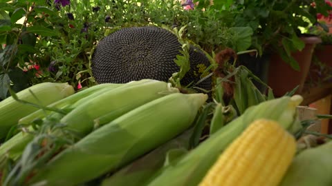 -Lock in Freshness for a Whole Year- The Easiest Method to Preserve Sweet Corn!-