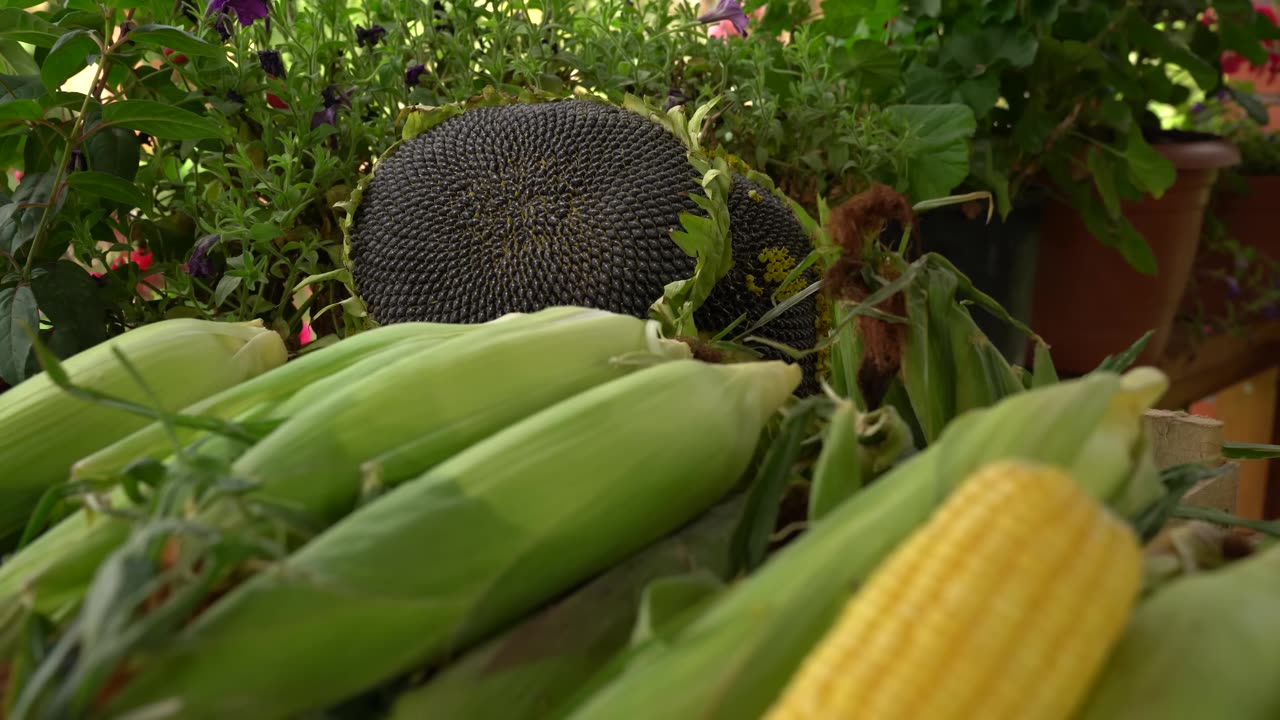 -Lock in Freshness for a Whole Year- The Easiest Method to Preserve Sweet Corn!-