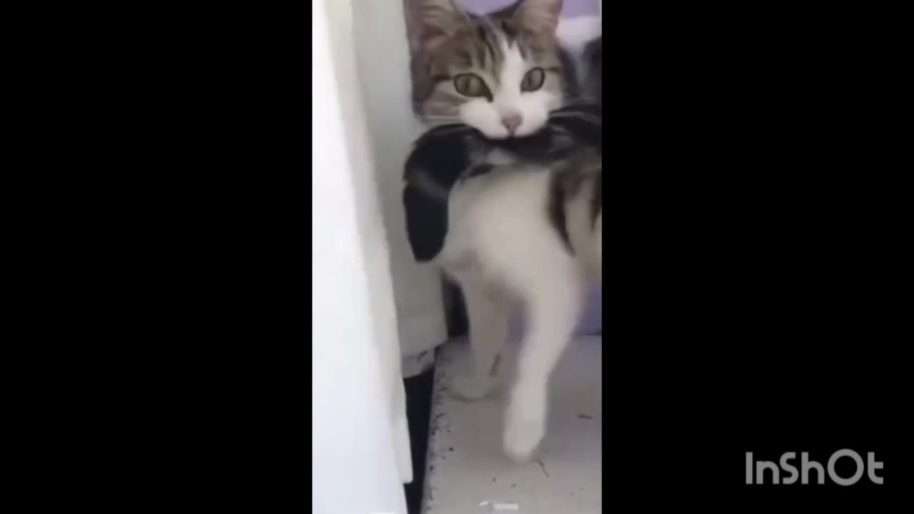 Cute Animals funny shorts video compilation 🤣🤣
