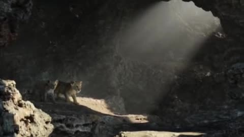 The lion king 3