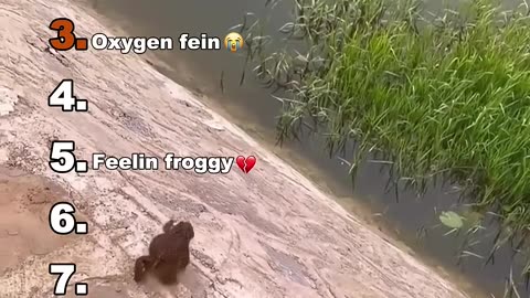 Animals