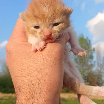 Adorable Ginger Kitten Held in Hand Outdoors