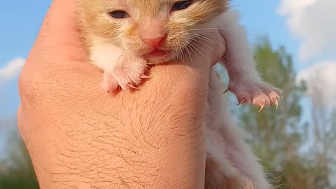 Adorable Ginger Kitten Held in Hand Outdoors