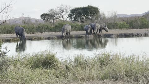 Rhinos at Renosterpan KNP