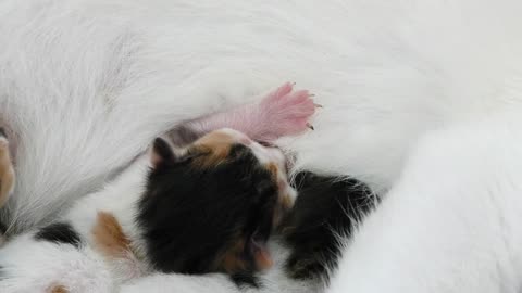 Newborn cats with their mother