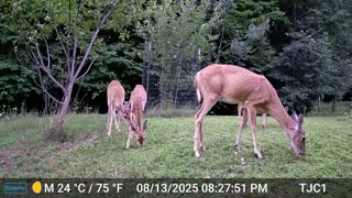 Buck, Does, and Fawn