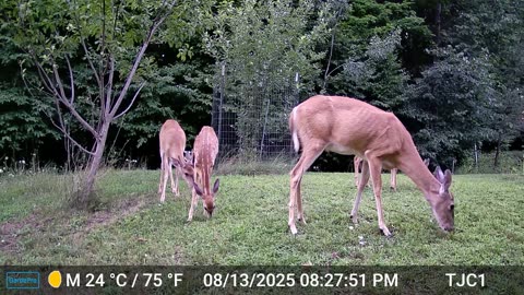 Buck, Does, and Fawn